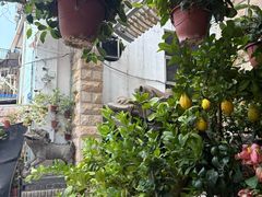 -溪岸路花鸟市场