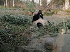 -都江堰中华大熊猫苑
