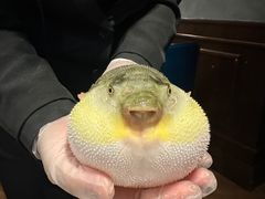 -肆月河豚·新淮扬(金融街店)