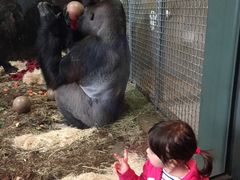 -林肯公园动物园