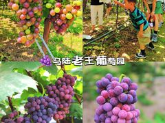 -樂桃源奉贤黄桃种植采摘基地