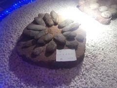 -二连浩特国家地质公园