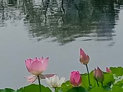 -荔湾湖公园