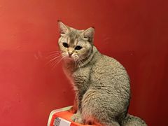 -猫色咖啡·猫咖