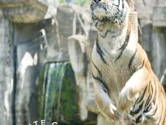-上海野生动物园