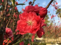 -南国桃园旅游度假区