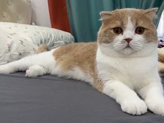-唐小姐の猫狗洗护·购宠旗舰店(周浦万达店)