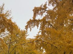 -三里屯东五街银杏大道