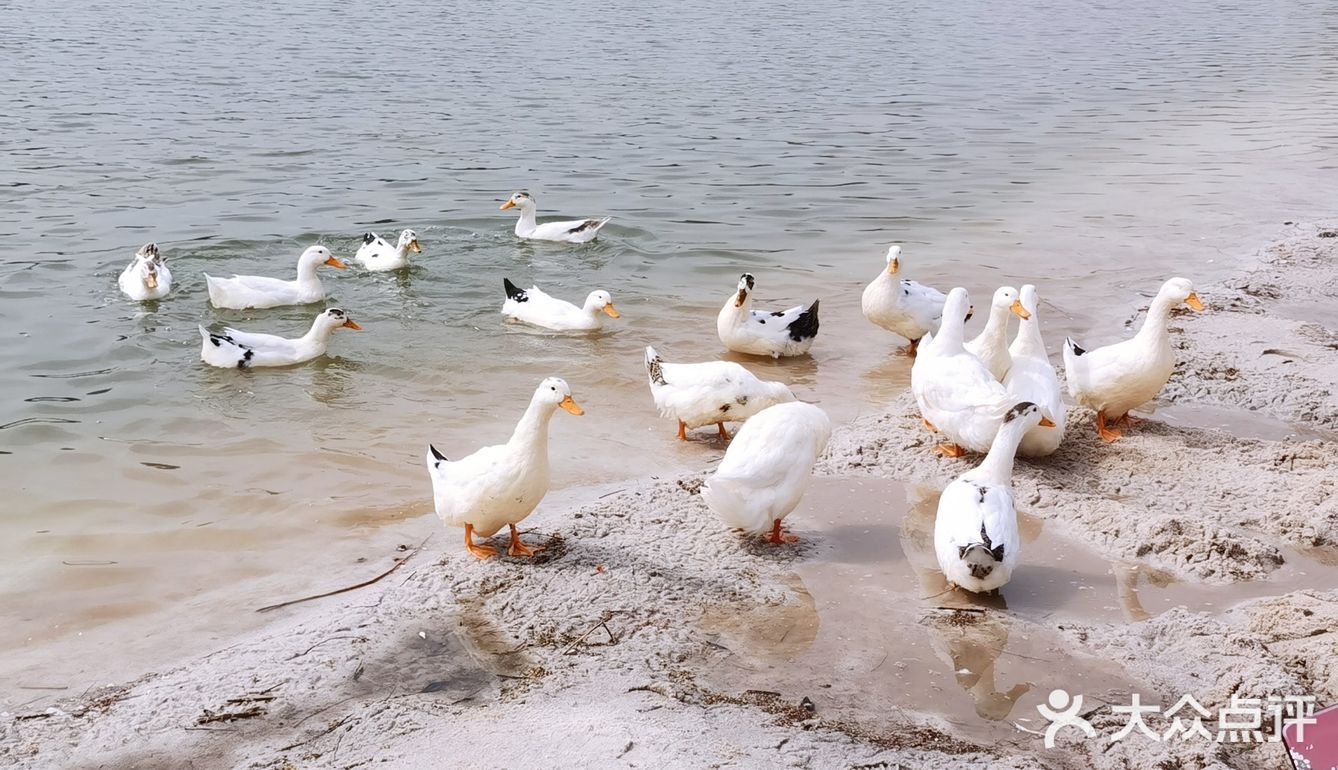 西安最美沙滩-樊川公园