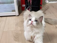 -Bastet sally猫舍购宠(静安店)