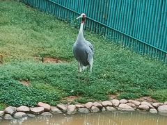 -西霞口神雕山野生动物世界