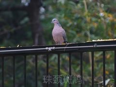 -北京动物园
