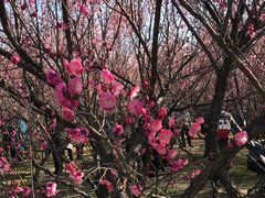 -蜀冈西峰生态公园