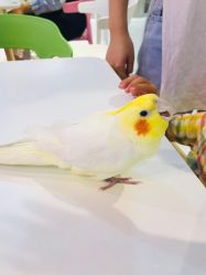 -Moni星球萌宠·小马宝莉·灵蛇·高端高阶全萌宠互动体验俱乐部(红豆国际广场店)