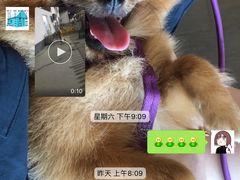 -宠物之家Pets Home 宠物寄养酒店