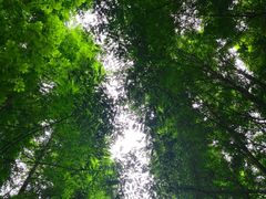 -桤木河湿地公园