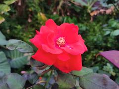 -大眼强五杯鹅·桑拿鸡煲