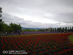 景点-富田农场