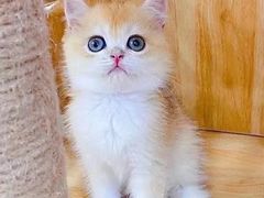-Bastet sally猫舍购宠(静安店)