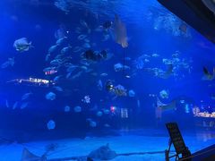 -烟台海昌鲸鲨海洋公园