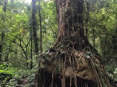 -莫里热带雨林景区