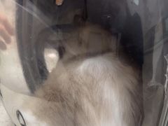 -瑞鹏宠物医院华南总院·夜诊·心脏科·骨科