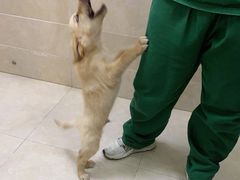 -艾贝尔宠物医院·狂犬免疫点(江山金象城店)