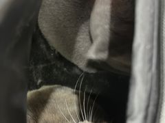 -全心全意连锁动物医院·微创中心·内科急重症·心脏专科(丰管路店)