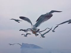 -长岛万鸟岛