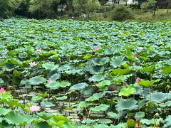 -桃花岛景观公园