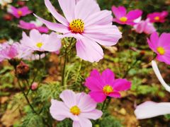 -天适樱花悠乐园