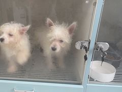 -萌宠之家·腊肠犬·马尔泰·小体犬舍