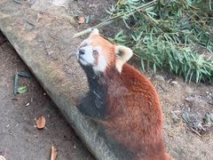 -常州淹城野生动物世界