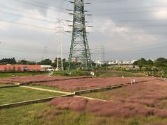-王借岗森林公园