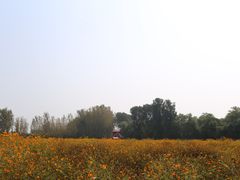 -北京东方普罗旺斯薰衣草庄园