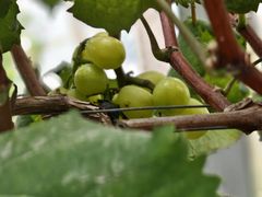 -马陆小张葡萄园农家乐