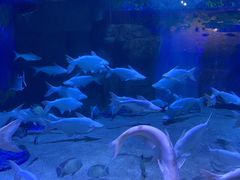 -成都浩海立方海洋公园