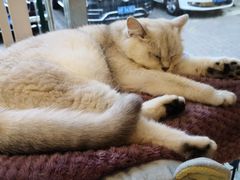 -平行世界·猫咖(首经贸店)