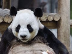 -栾川竹海野生动物园