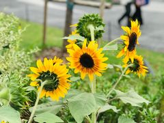 -上海植物园-4号门售票处