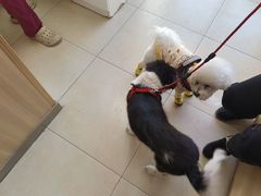 -宠福鑫康馨动物医院·骨科·眼科