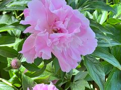 -昆山城市生态森林公园