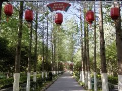 -合肥滨湖国家森林公园