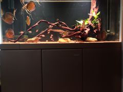 -苏州艺都古玩花鸟市场
