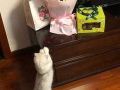 -东方名猫馆·英短金渐层布偶猫舍(环线广场1号楼店)