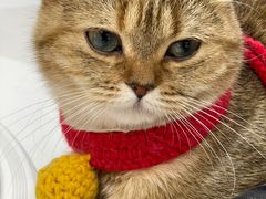 -COLOR PETS 撸猫馆·购猫·猫咖(长风大悦城店)