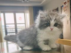 -小猫来了·猫舍(红山六九七九店)