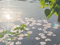 -文瀛公园