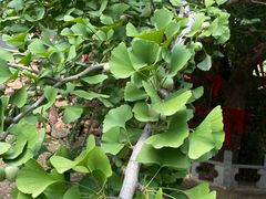 -遵化市禅林寺古银杏风景园