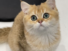 -琪喵猫屋·撸猫猫咖·猫舍